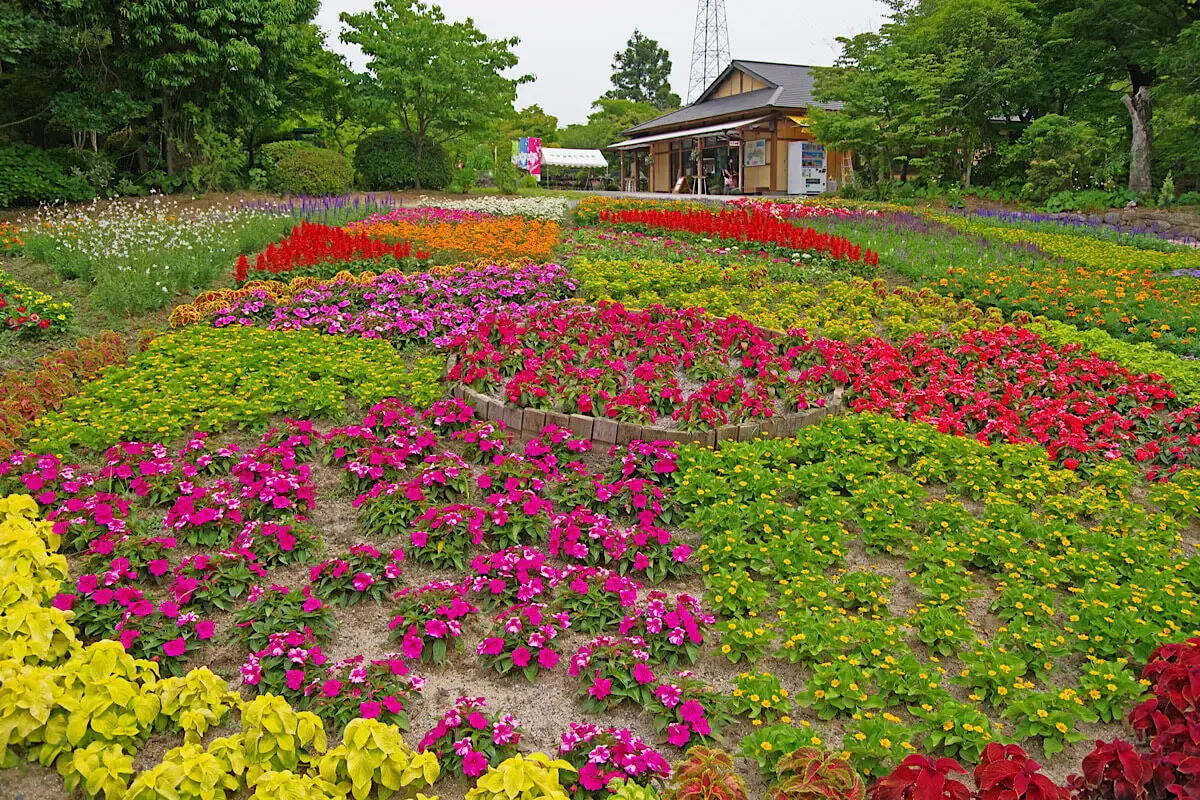 福智山ろく花公園（写真 2）