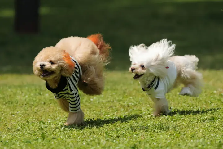 ドッグランで愛犬とのひとときを満喫