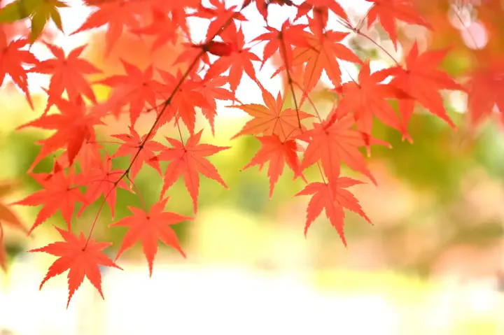 秋の魅惑、福智山ろく花公園の美しい紅葉