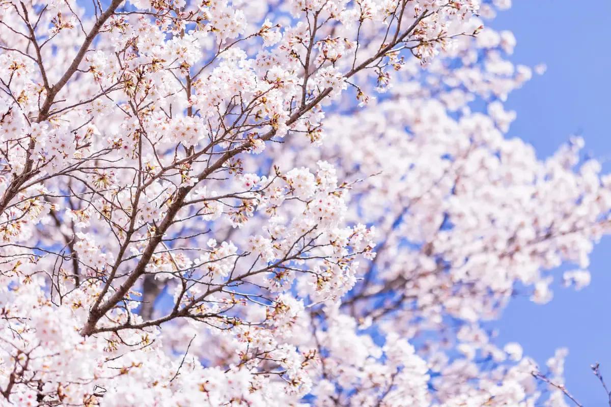 福智山ろく花公園（写真 3）