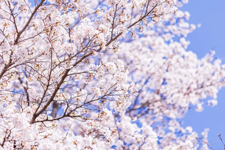 福智山ろく花公園の美しい桜