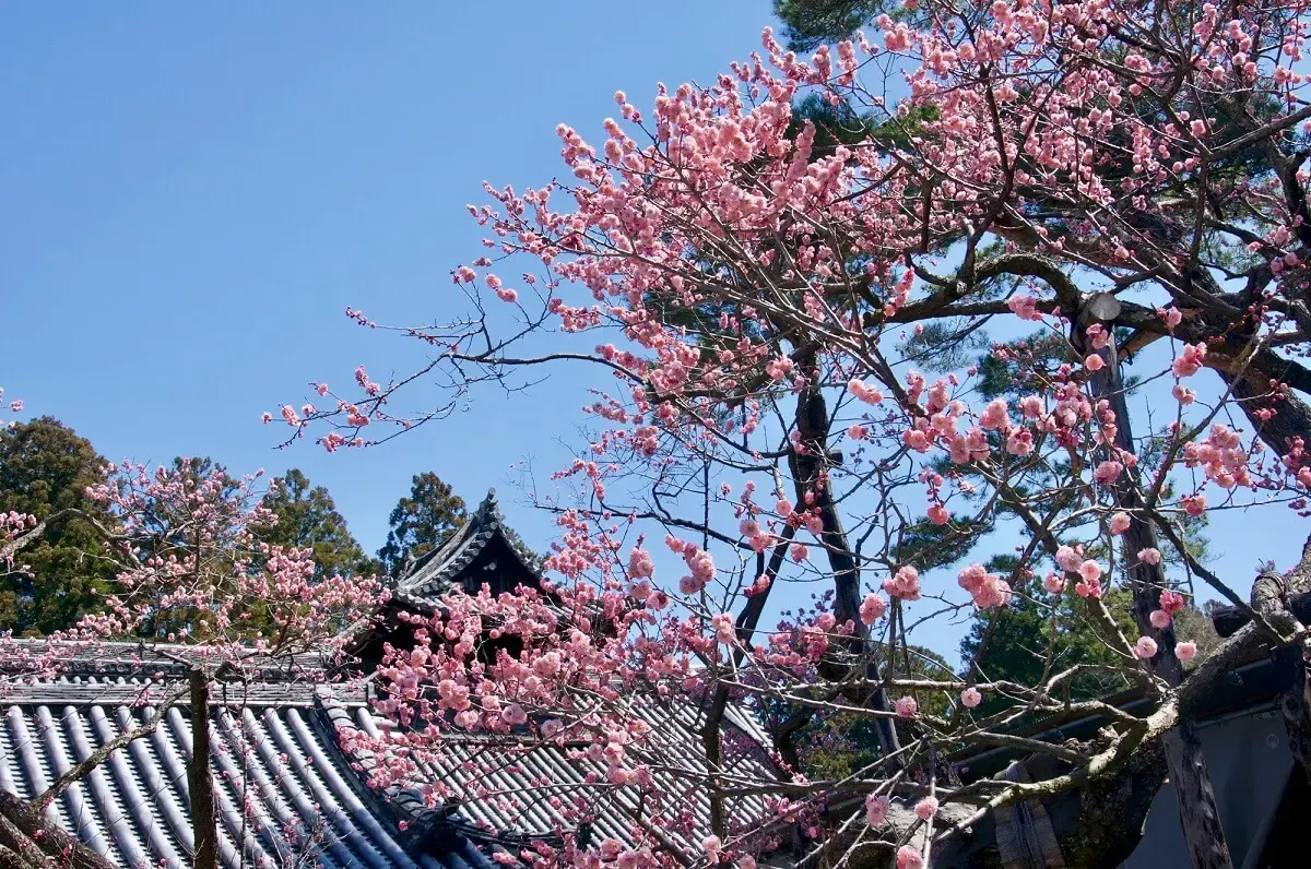 瑞巌寺(写真 2)