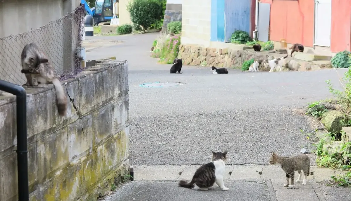 田代島（写真 4）