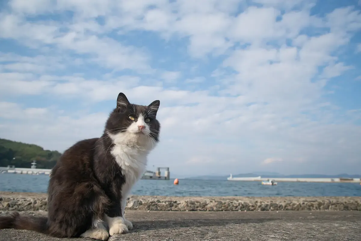 田代島（写真 2）