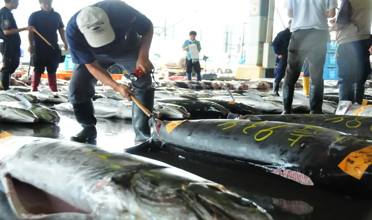 気仙沼市魚市場(写真 2)
