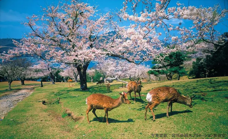 金華山
