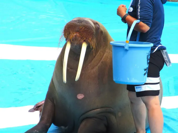 イルカとセイウチの迫力あるショー！