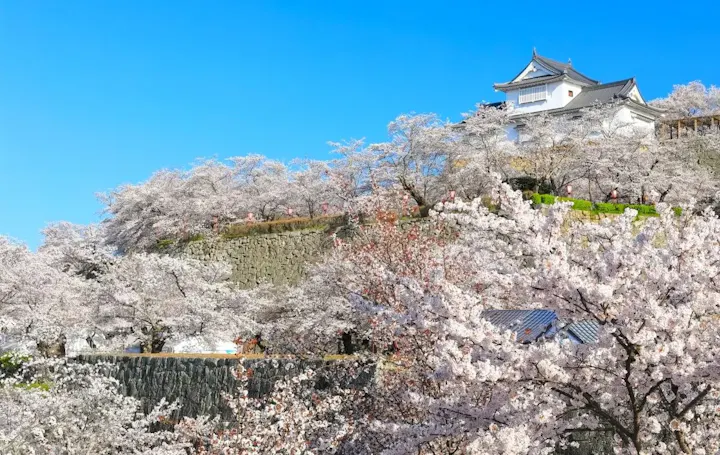 桜の名所として有名!津山城跡(鶴山公園)の魅力