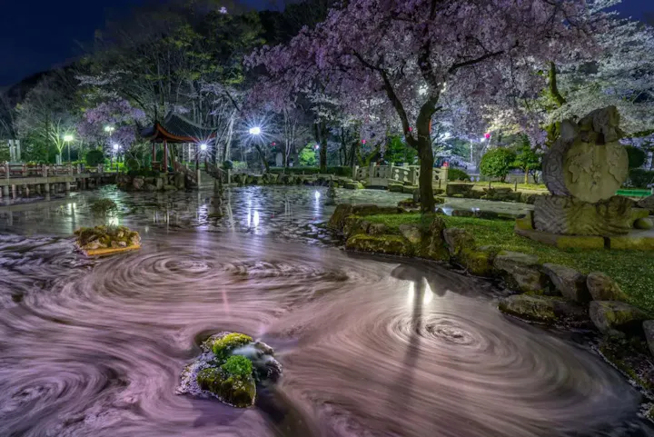 桜を見下ろす花見で贅沢気分！