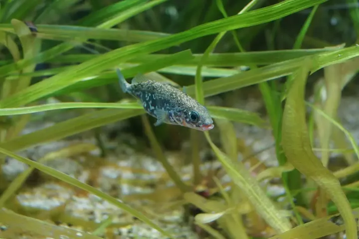 世界中の淡水魚が集結！見逃せない展示