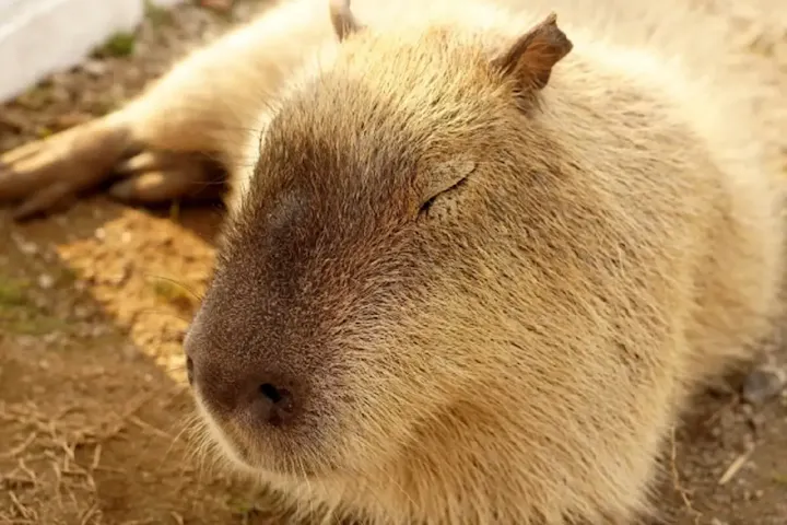 カピバラと触れ合える！人気の体験プログラム