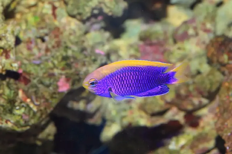 世界淡水魚園水族館