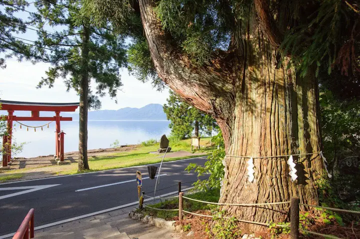 天然記念物・樹齢約450年の御神木！