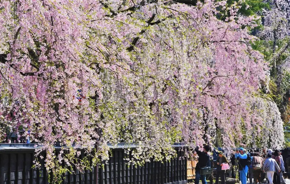 角館のシダレザクラ(写真 2)
