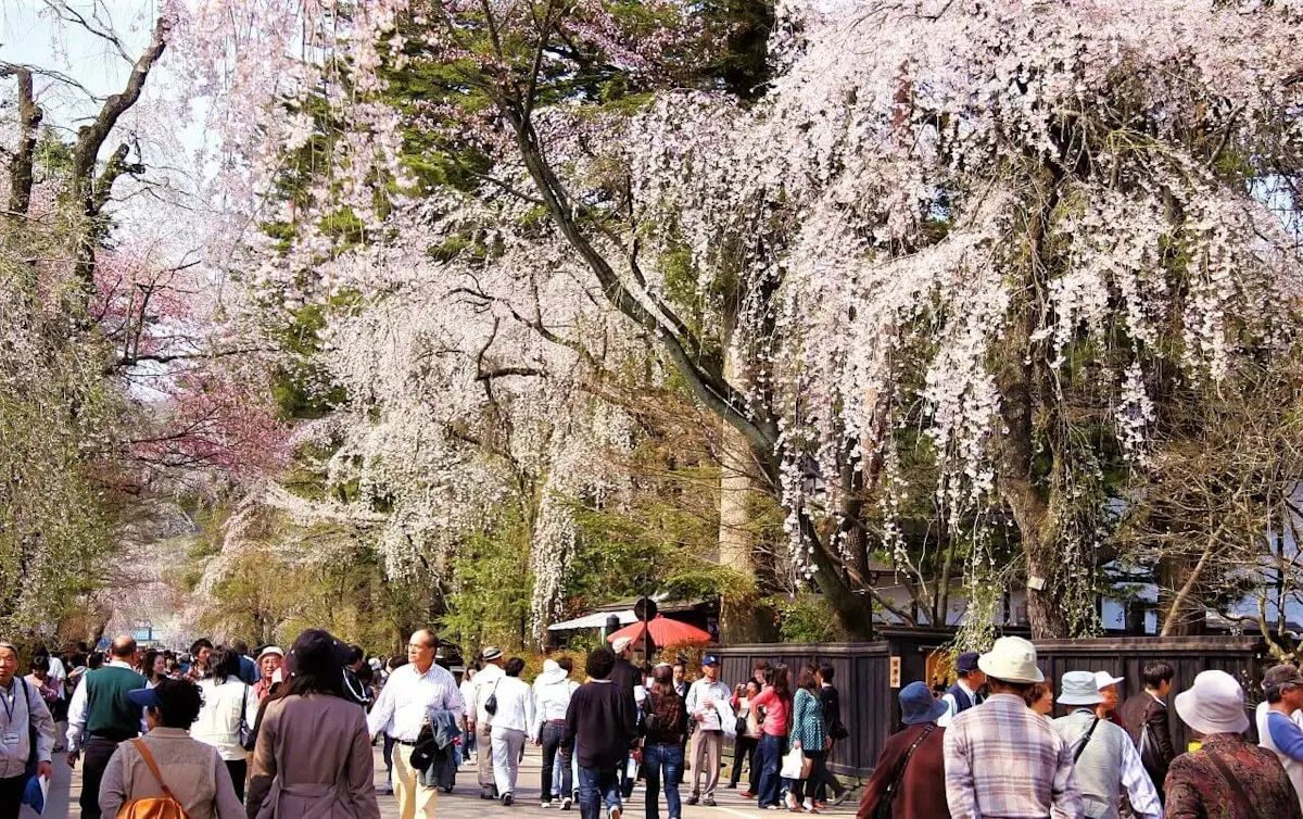 角館のシダレザクラ(写真 3)