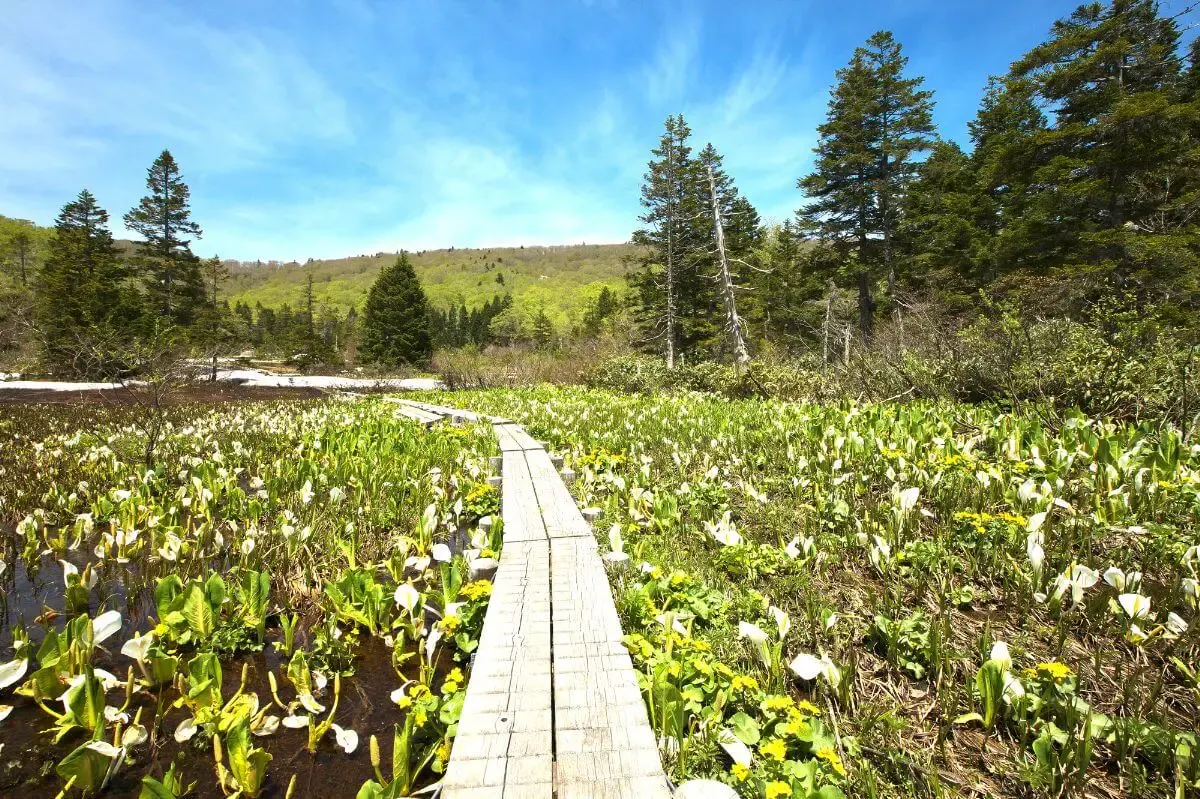 玉川温泉・新玉川温泉(写真 5)