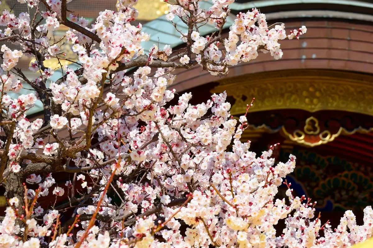 湯島天満宮(写真 3)