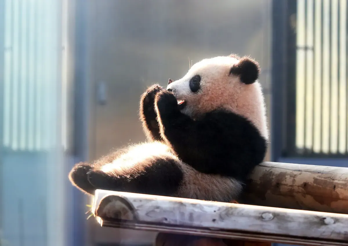 上野動物園（写真 2）