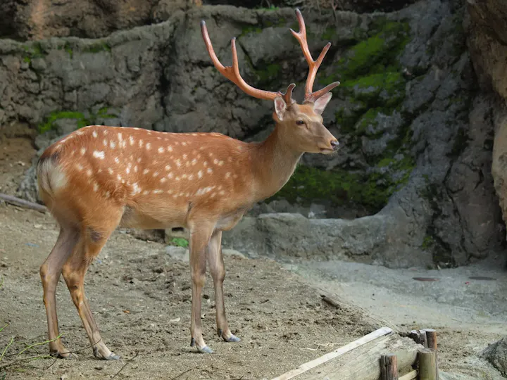 日本固有の生物に出会う