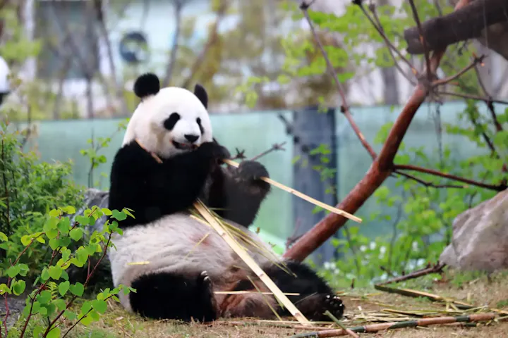 上野動物園のマスコット的存在