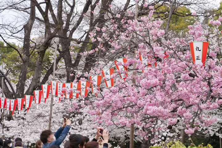 春の風物詩桜を楽しむ