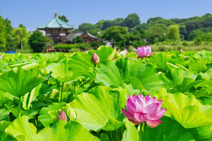 不忍池で季節限定の景色を楽しむ