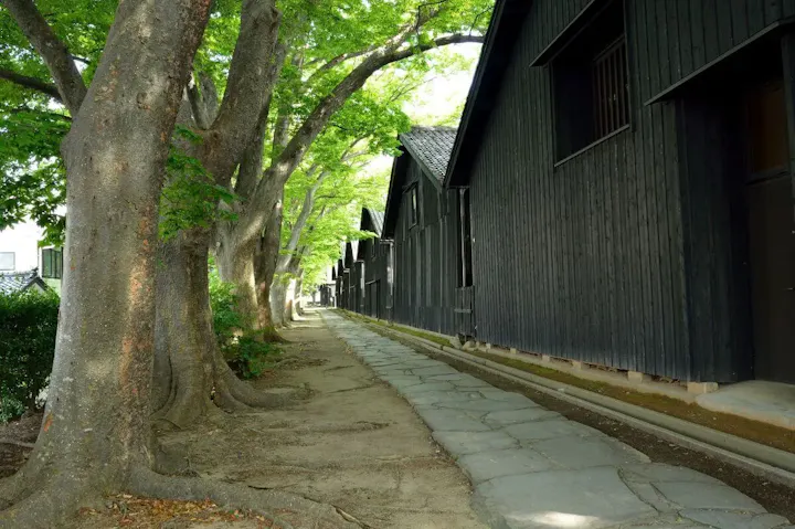 樹齢150年以上のケヤキ並木!