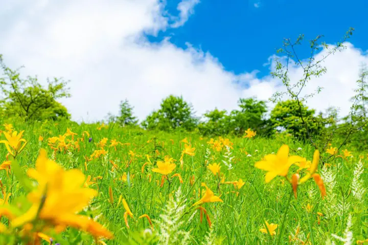 ニッコウキスゲなど高山植物の宝庫!