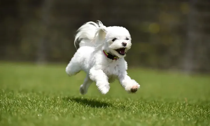 犬好きにはたまらない「わんちゃんランド」