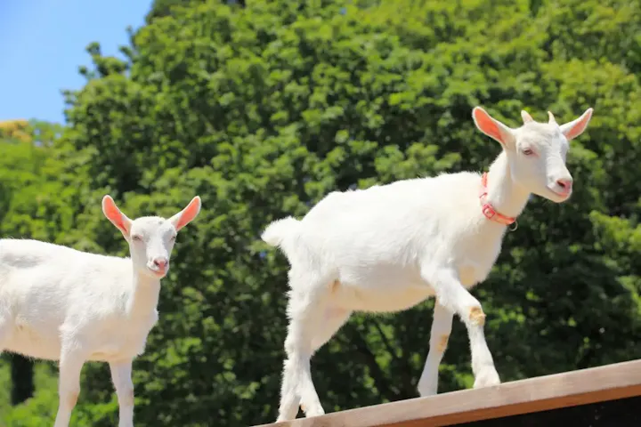 可愛い動物たちとの触れ合いを楽しめる！