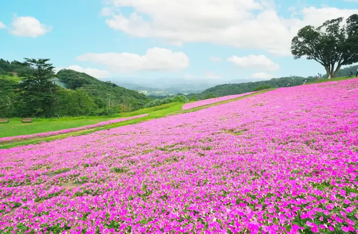 色とりどりの季節の花と、大パノラマ風景