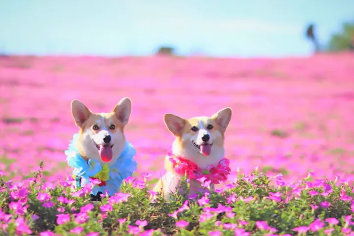 愛犬と一緒に思い切り楽しめる！