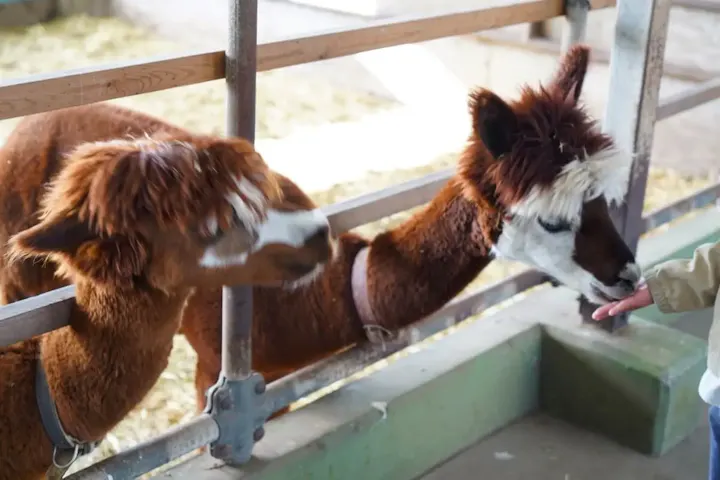 かわいい動物たちと至近距離で触れ合える！