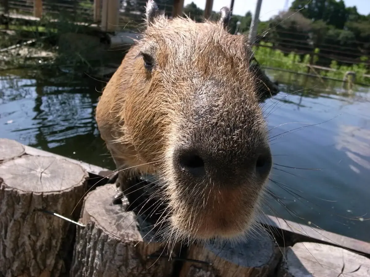 ANIMAL WONDER REZOURT(写真 2)