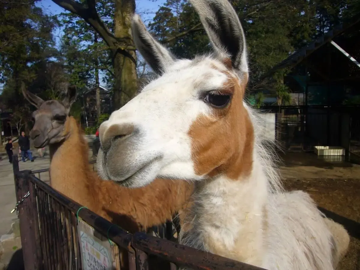 ANIMAL WONDER REZOURT(写真 5)