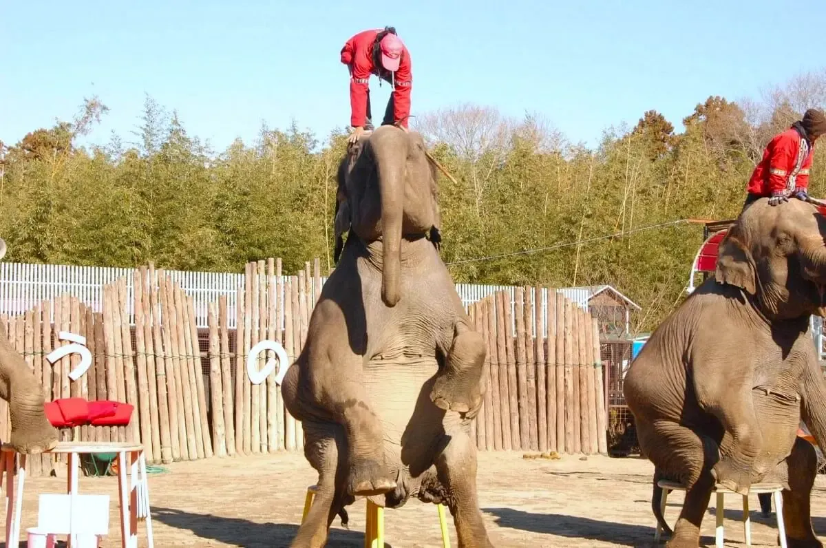 ANIMAL WONDER REZOURT(写真 3)