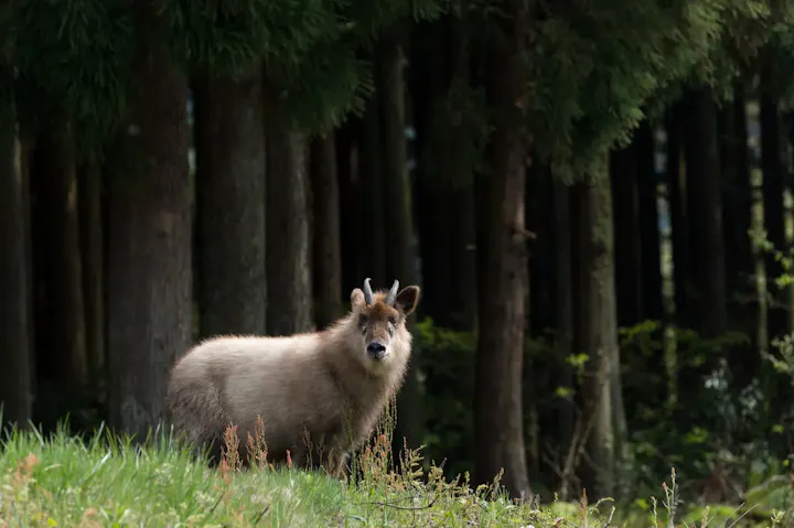 森の中で出会える素敵な生き物たち