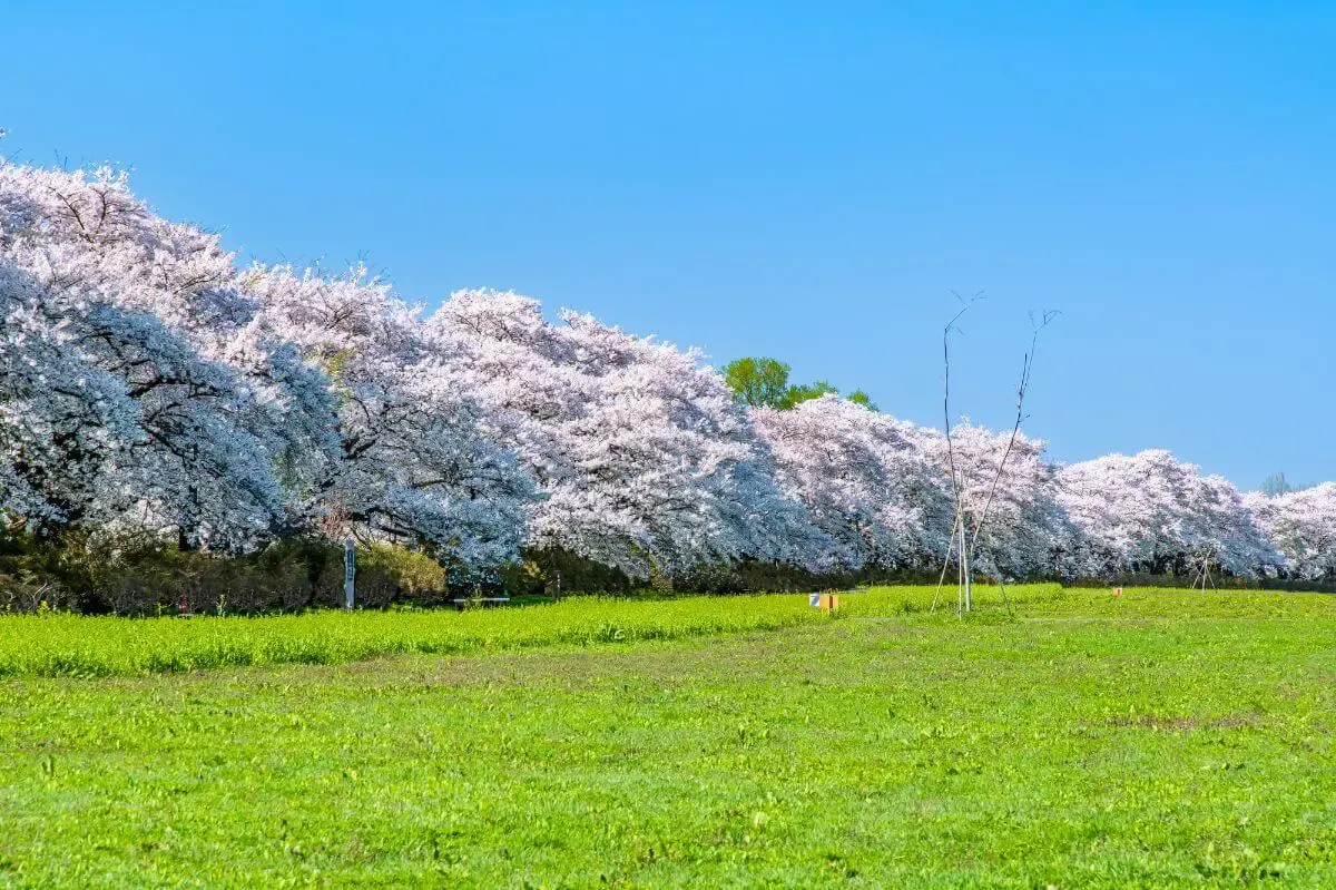北上市立公園展勝地(写真 4)