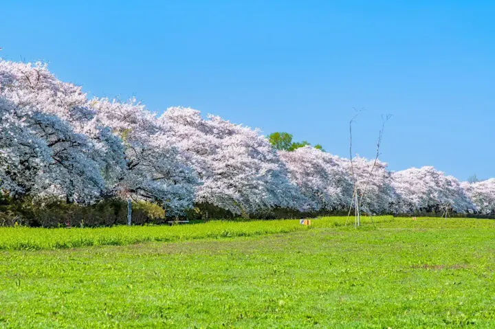 日本でも有名な桜の名所の一つ!