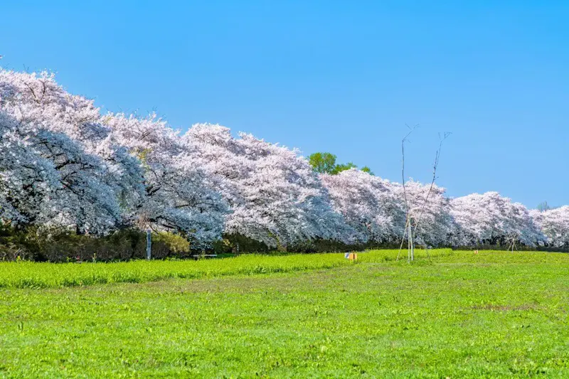 北上市立公園展勝地