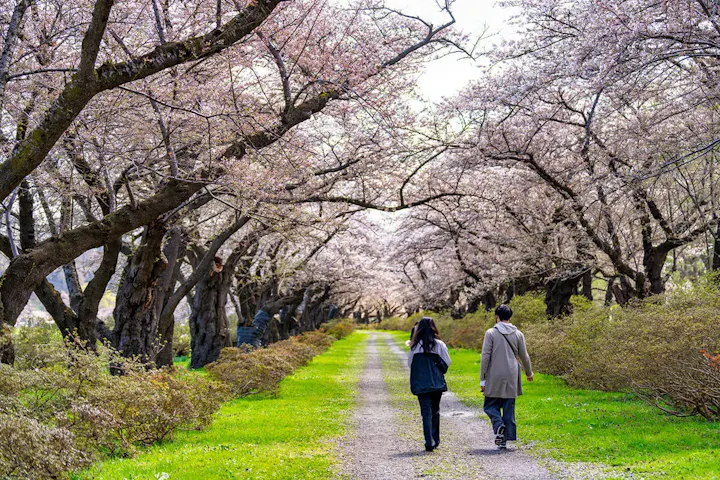 桜の名所として有名な北上市立公園展勝地!