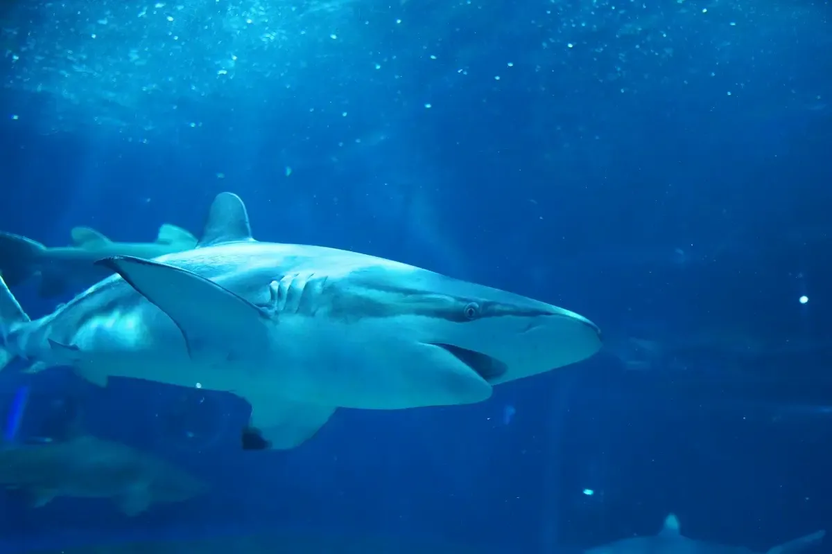 アクアワールド茨城県大洗水族館（写真 2）