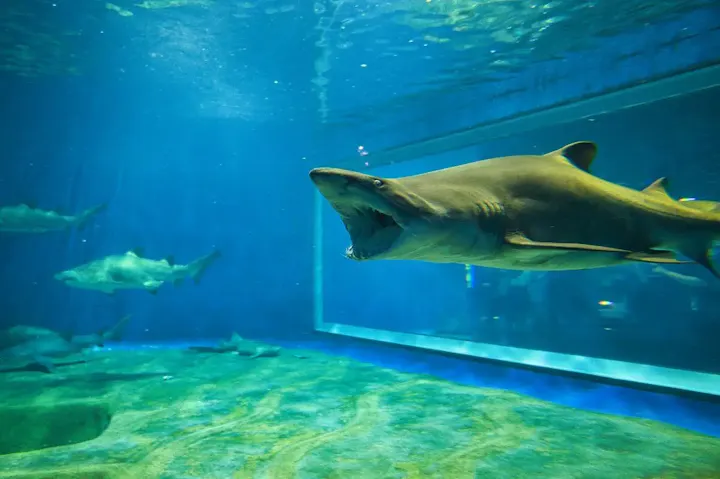 サメの飼育数日本一の水族館！