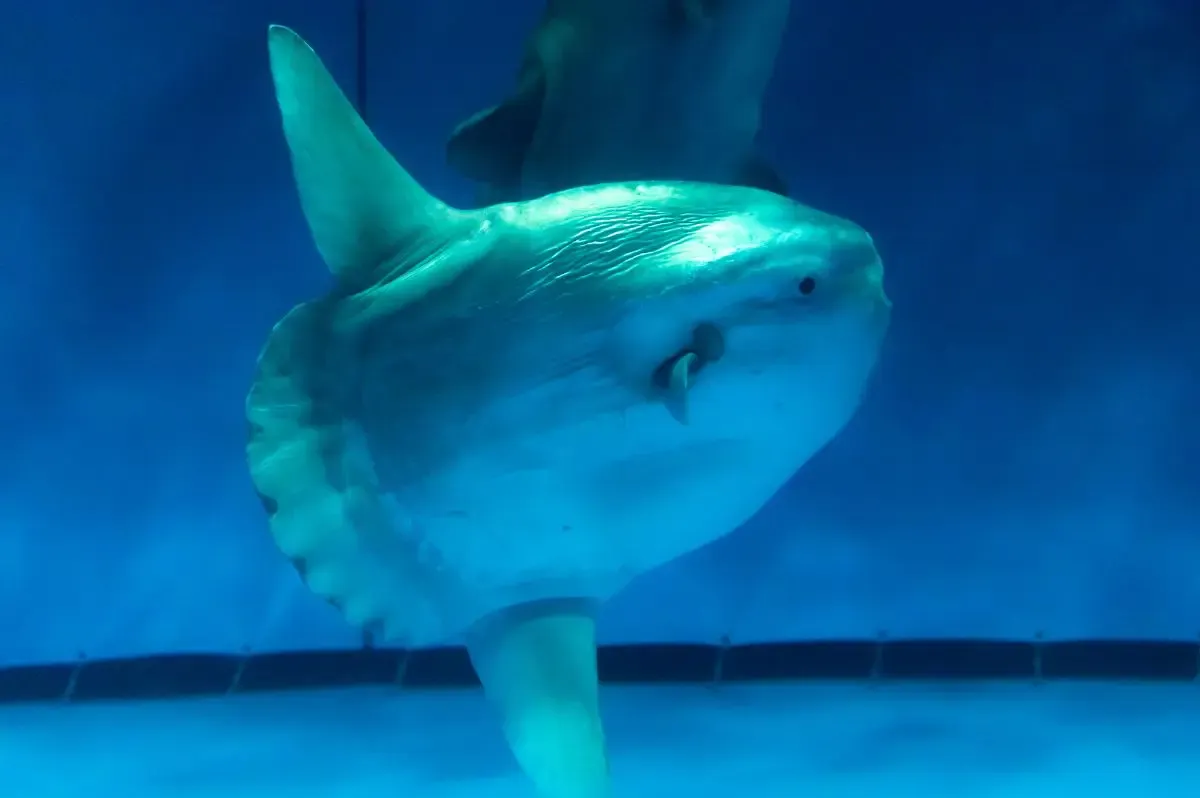 アクアワールド茨城県大洗水族館（写真 4）