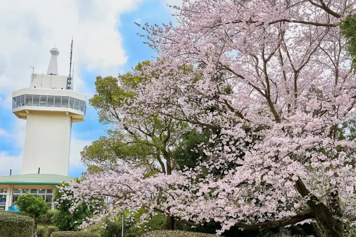 約720本の桜が美しく咲き誇る城山公園！