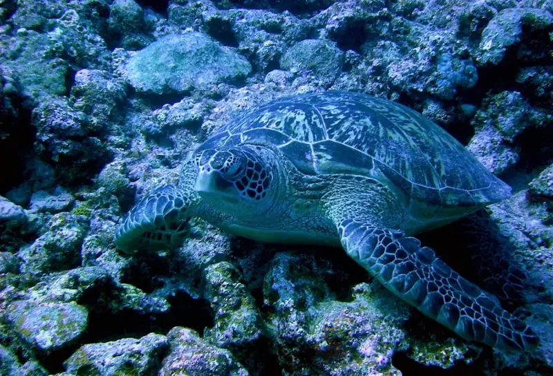 与論島