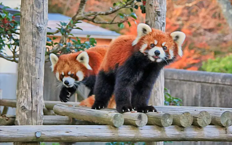 西山動物園