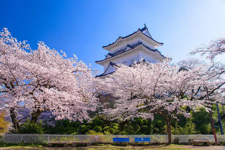 桜の名所！見事な景観の桜並木は必見