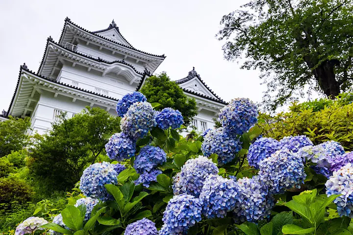 梅やあじさいなど季節のお花のイベント多数