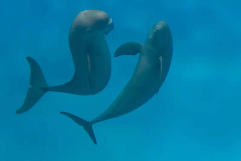 宮島水族館「みやじマリン」